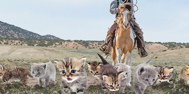 15. Dezember: Katzenhirtentag