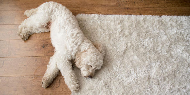 3. Mai: Tag des Lumpi-Teppichs