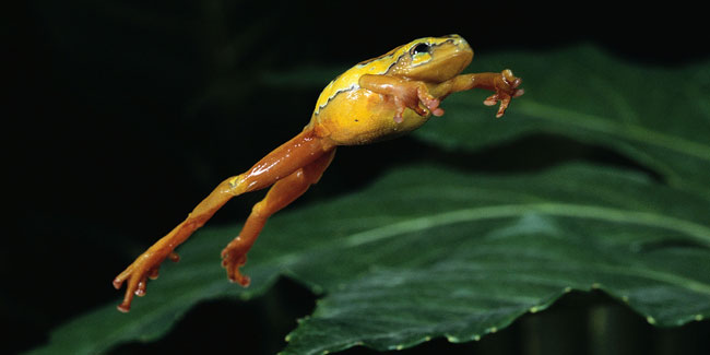 13. Mai: Froschsprungtag