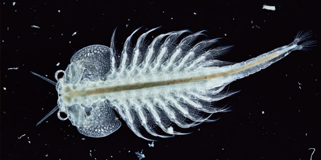 16. Mai: Tag der Seeaffen