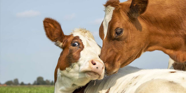 12. Juli: Tag der Wertschätzung der Kuh