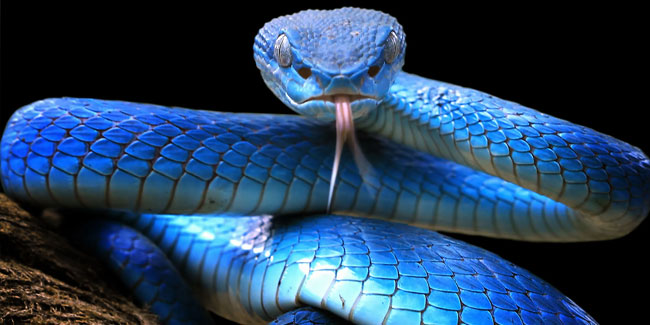 16. Juli: Weltschlangentag