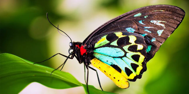 14. März - Erfahren Sie mehr über den Tag der Schmetterlinge