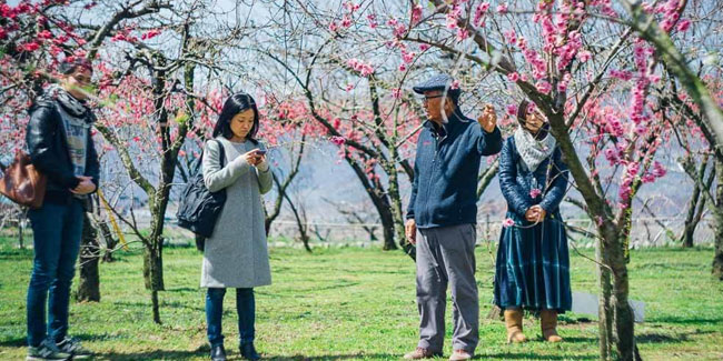 3. März - Pfirsichblütentag und Pfirsichblütenfest in Japan
