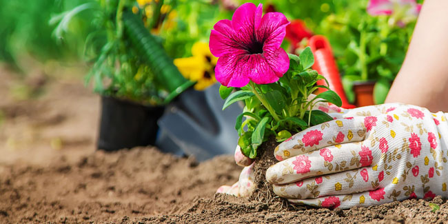 12. März: Tag der Blumenpflanzung