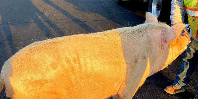 17. Juli - Tag des Gelben Schweins