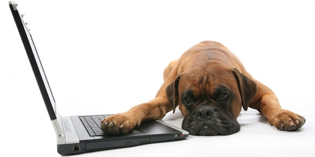 5. August: Arbeit wie ein Hundetag