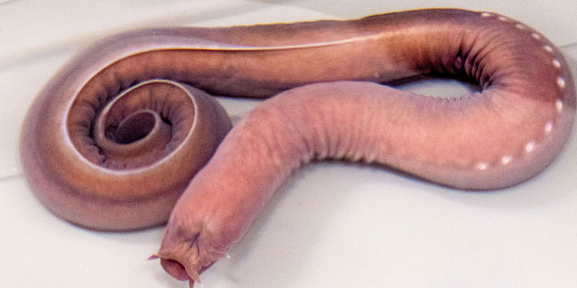 21. Oktober: Tag des Schleimaals