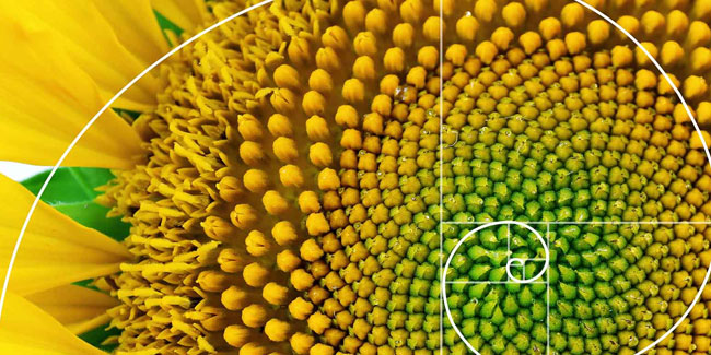23. November - Fibonacci-Tag