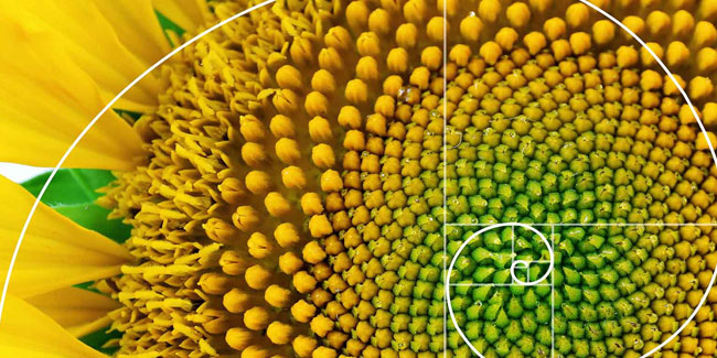 23. November: Fibonacci-Tag