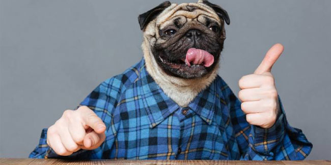 „Was wäre, wenn Katzen und Hunde Finger wie Menschen hätten?“-Tag