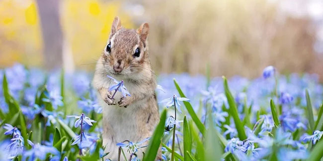 15. Juni: Tag der Naturfotografie