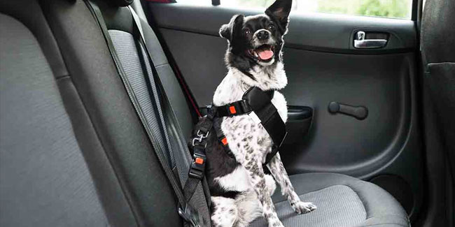 2. Januar: Nationaler Tag der Reisesicherheit für Haustiere in den USA