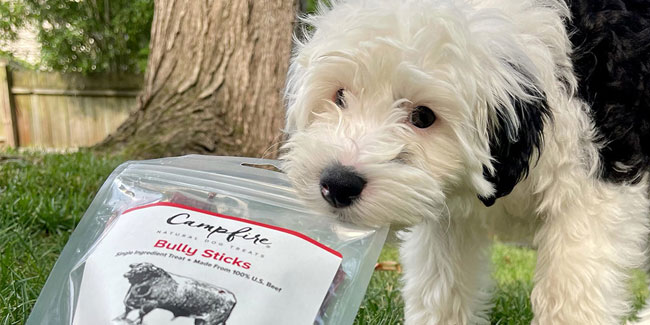 23. Februar: Nationaler Tag des Hundekuchens in den USA