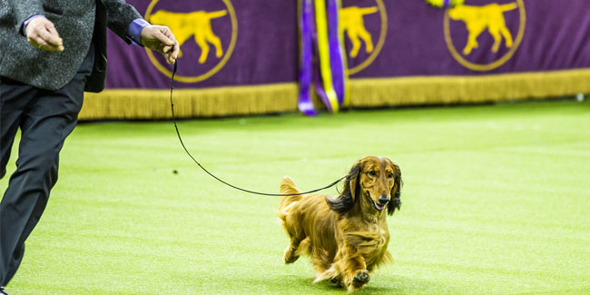 11. Februar: Westminster-Hundeschau im Madison Square Garden