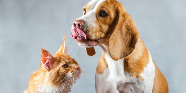 16. März: Nationale Woche zur Verhütung von Tiervergiftungen