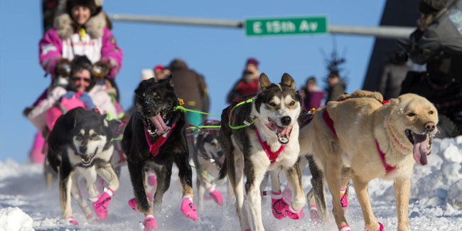 2. März - Iditarod Trail Schlittenhunderennen