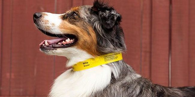 19. April: Nationale Woche der Haustierkennzeichnung in den USA