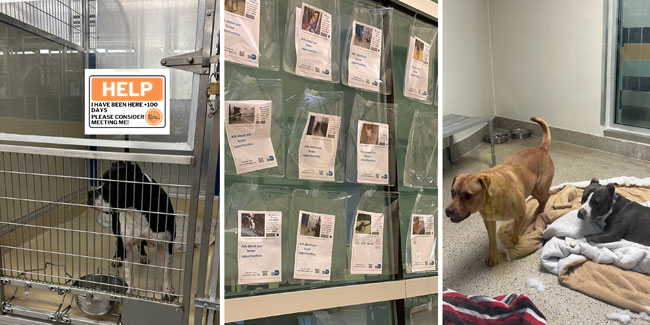 23. April: Nationaler Tag zur Aufklärung über verlorene Hunde in den USA