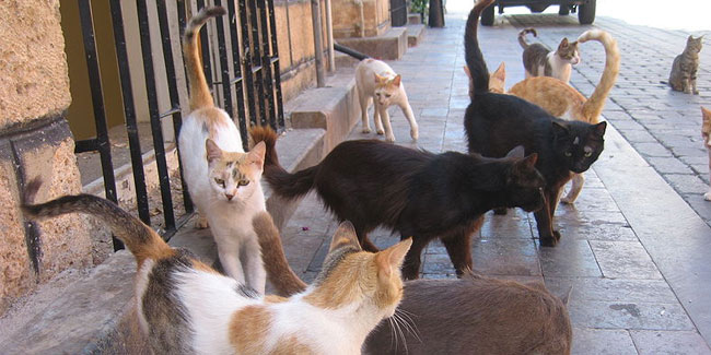 27. April: Gratis-Kastrationstag für verwilderte Katzen