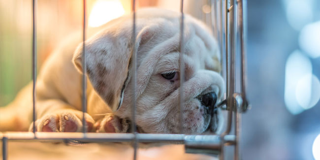 4. Mai: Aktionswoche der Welpenmühlen in den USA