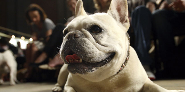 1. Mai: Nationaler Tag des reinrassigen Hundes in den USA