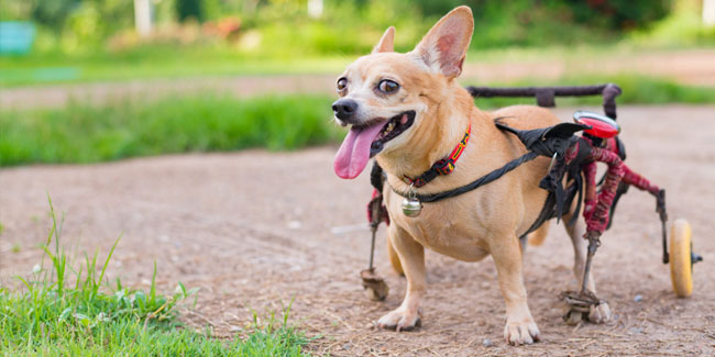 3. Mai: Nationaler Tag der behinderten Haustiere in den USA