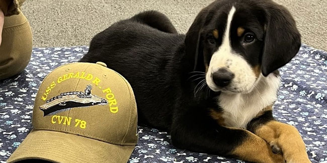 3. Mai: Maifeiertag für Mischlingshunde in den USA