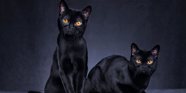 Nationaler Wandertag in den USA - Nationaler Tag der schwarzen Katze in den USA