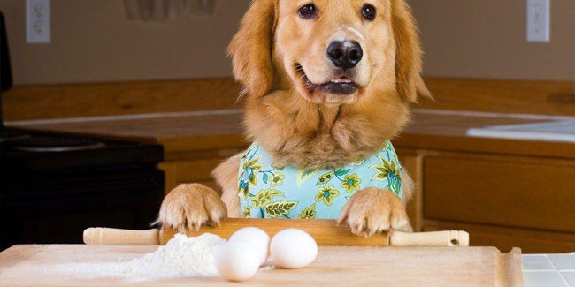 1. November - Nationaler Tag des Kochs für Ihre Haustiere in den USA