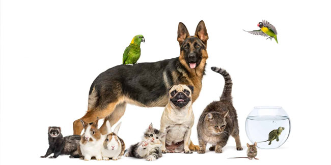 4. Oktober: Welttierschutztag