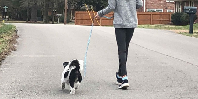 1. Oktober: Nationaler Gassi-Tag mit Ihrem Hund in den USA