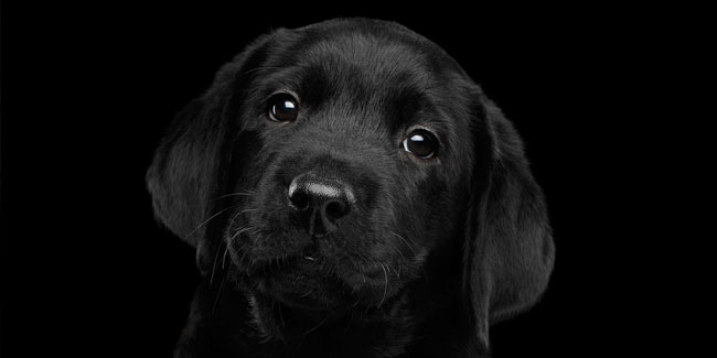 1. Oktober - Nationaler Tag des schwarzen Hundes in den Vereinigten Staaten