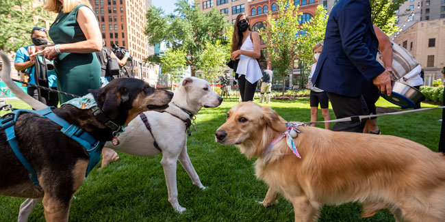 1. Oktober: Nationale Woche des Gassigehens mit dem Hund in den USA