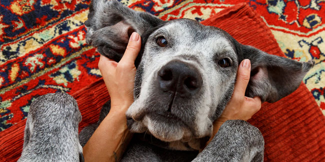 22. September - Nationale Woche zur Sensibilisierung für taube Hunde in den USA