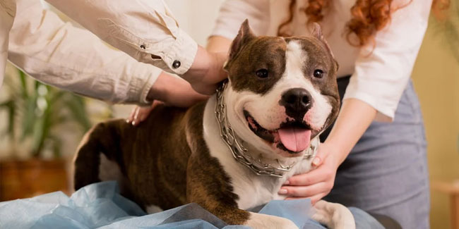 30. August: Nationaler Tag des ganzheitlichen Haustiers in den USA