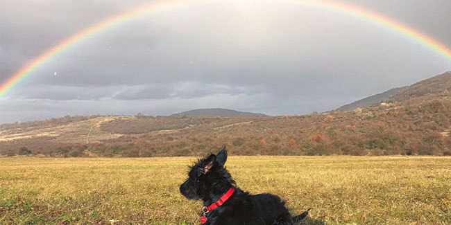 28. August: Regenbogenbrücke - Gedenktag