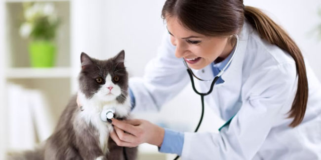 22. August - Nationaler Tag, an dem Sie Ihre Katze zum Tierarzt bringen, in den USA