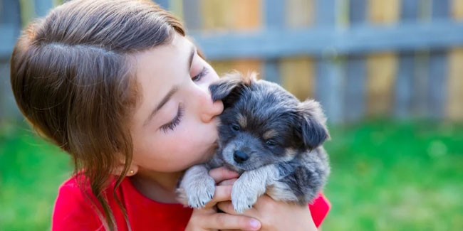 21. Juli: Tag der Welpen aus der Tierhandlung