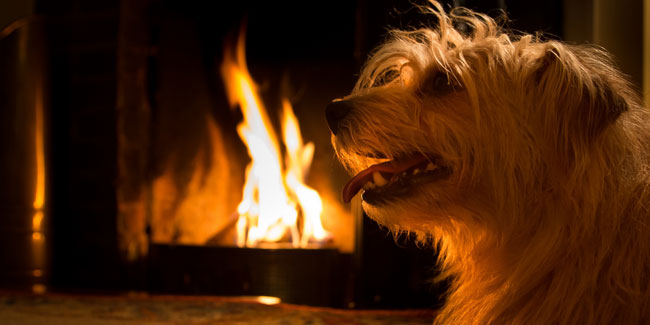 15. Juli - Nationaler Tag des Brandschutzes bei Haustieren in den USA