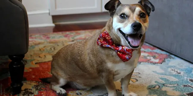 11. Juli: Tierfototag in den USA