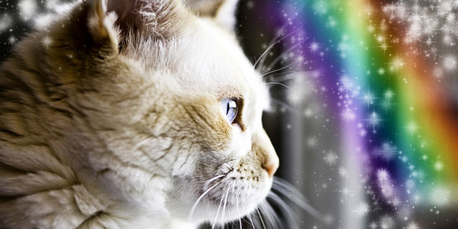 9. Juni: Weltgedenktag für Haustiere