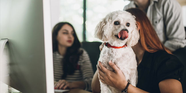 22. Juni: Nehmen Sie Ihren Hund eine Woche lang mit zur Arbeit in den USA