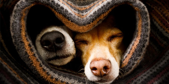 7. Juni: Woche der Wertschätzung für Haustiere