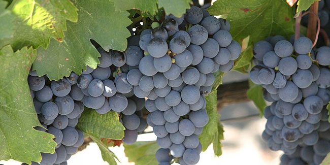 17. April: Welttag des Malbec