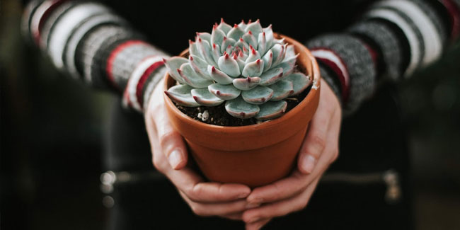 27. Juli: Geh mit deiner Zimmerpflanze spazieren Tag