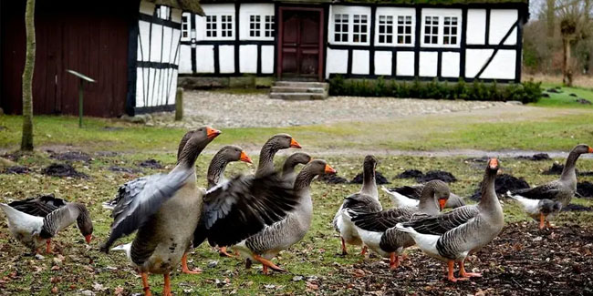 10. November - Mortensaften oder Sankt-Morten-Tag in Dänemark