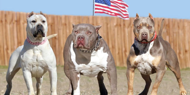 3. Juli - Internationaler Hundetag in den USA