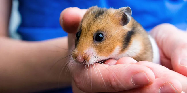 12. April - Welt-Hamster-Tag