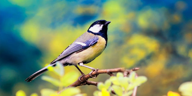 25. Januar: Die Vogelhochzeit